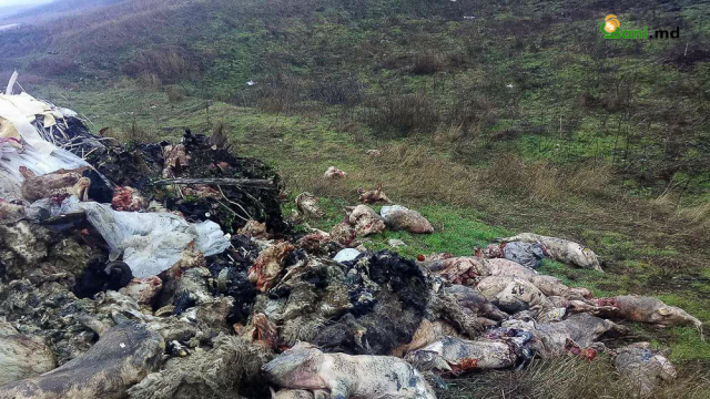 В Молдове мясники выбросили трупы животных на окраину села