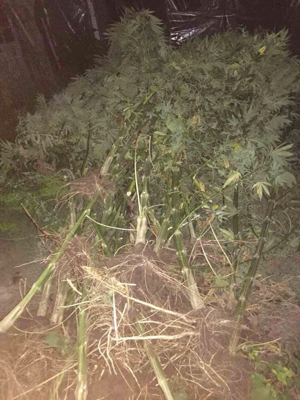 Un funcționar public este implicat în circulația ilegală de droguri în proporții deosebit de mari