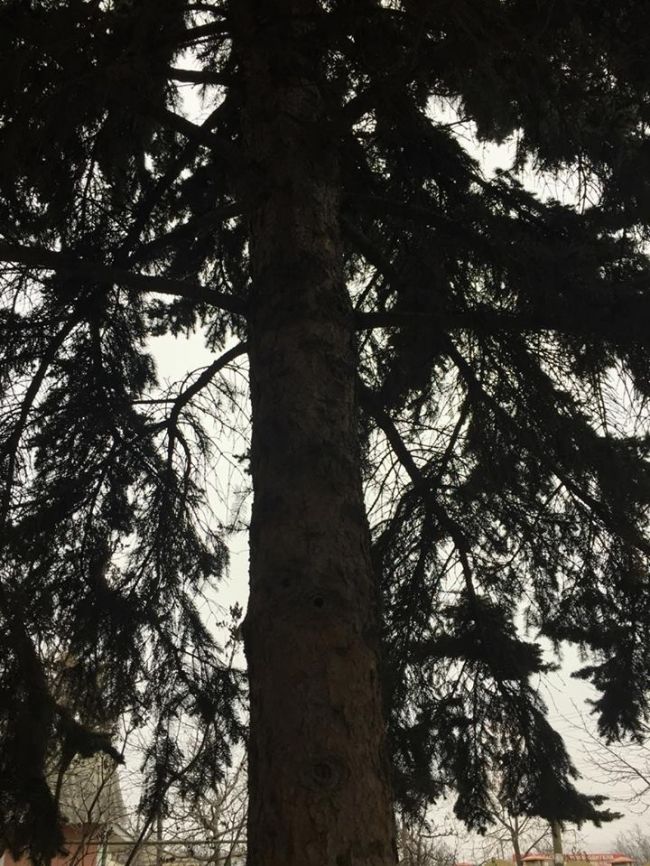 Acesta este bradul care va fi impodobit in PMAN