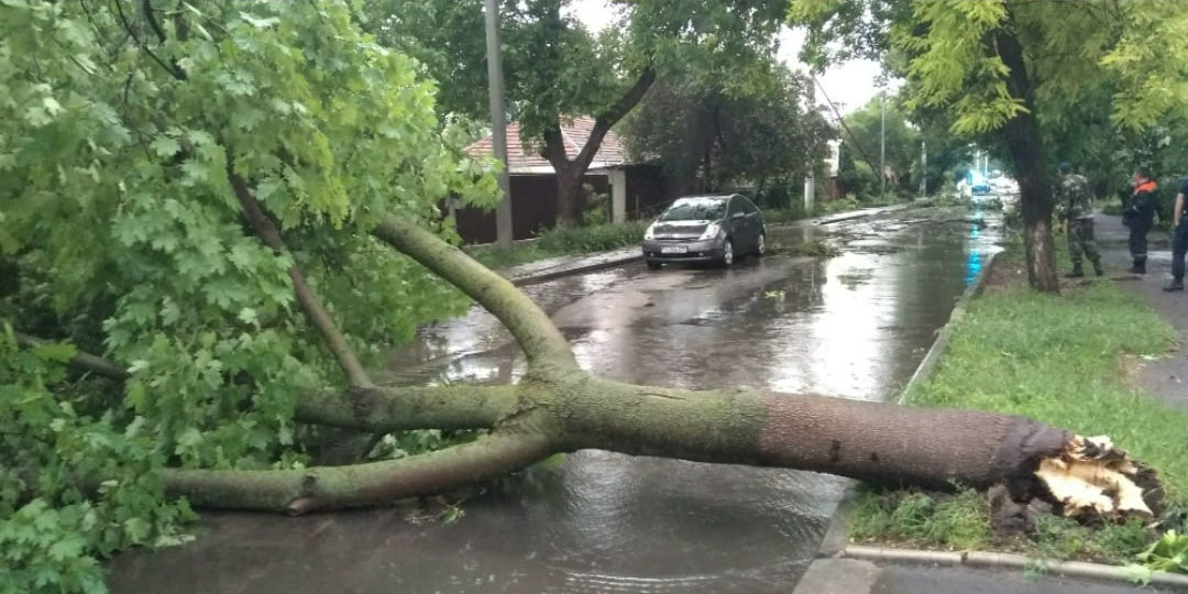 В Приднестровье непогода ломает деревья и рвет провода
