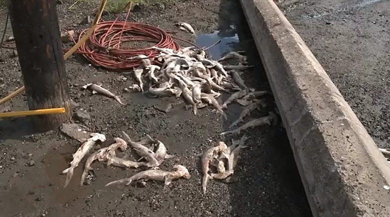 Сотню мертвых акулят вынесло на гавайский пляж