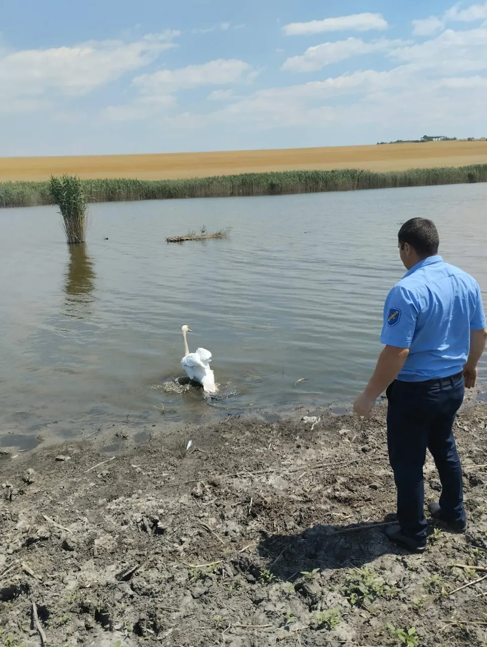 Жители Штефан-Водэ и инспекторы по охране окружающей среды помогли лебедю