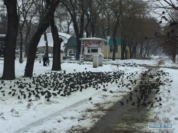 В Одесской области аномальное нашествие скворцов