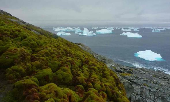 Antarctica înverzește din cauza încălzirii globale