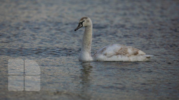 В разгар зимы на озере в парке "Валя Морилор" заметили лебедя