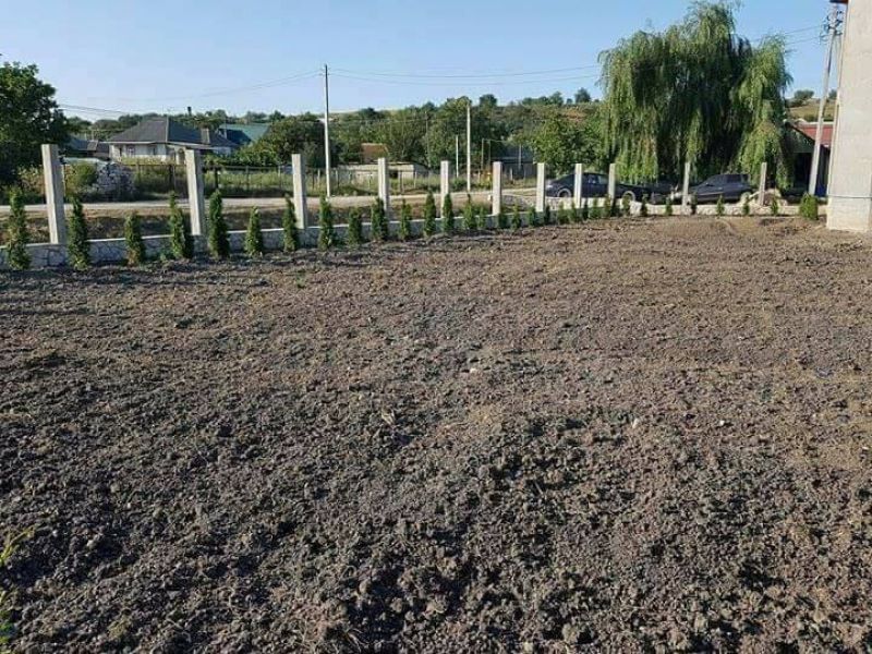 В Яловенском районе воры выкопали 30 туй