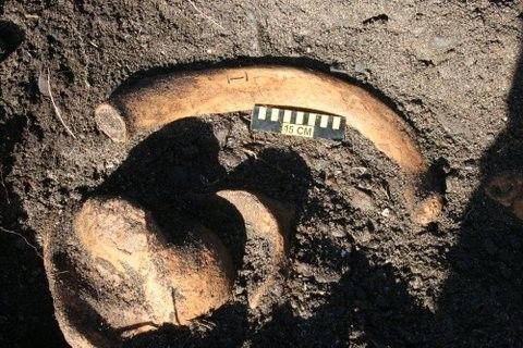 На Камчатке нашли скелет морской коровы, вымершей 250 лет назад