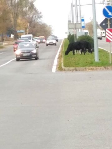 Imaginea zilei: La păscut pe bulevardul Dacia din Capitală