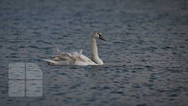В разгар зимы на озере в парке "Валя Морилор" заметили лебедя