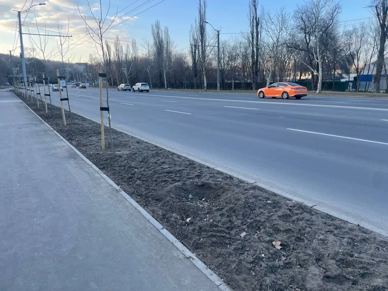 În Capitală dispar copacii proaspăt plantați