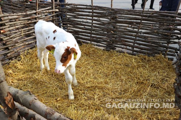 В Комрате начались массовые гуляния на праздновании Дня вина