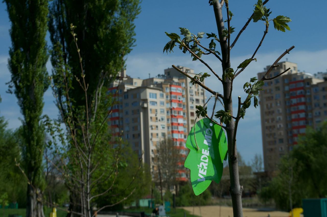 Сильвия Раду участвовала в проекте Verde.md по посадке деревьев в столице