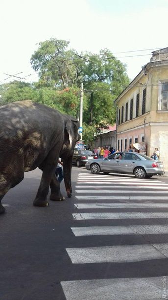 По центру Одессы прогулялся слон
