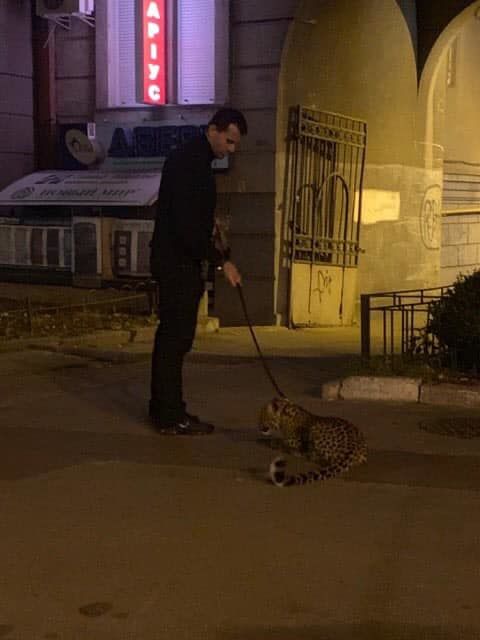 В Киеве заметили мужчину, выгуливавшего леопарда