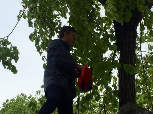 Imaginea zilei. Chirtoacă taie crengile, iar Ghimpu le strânge