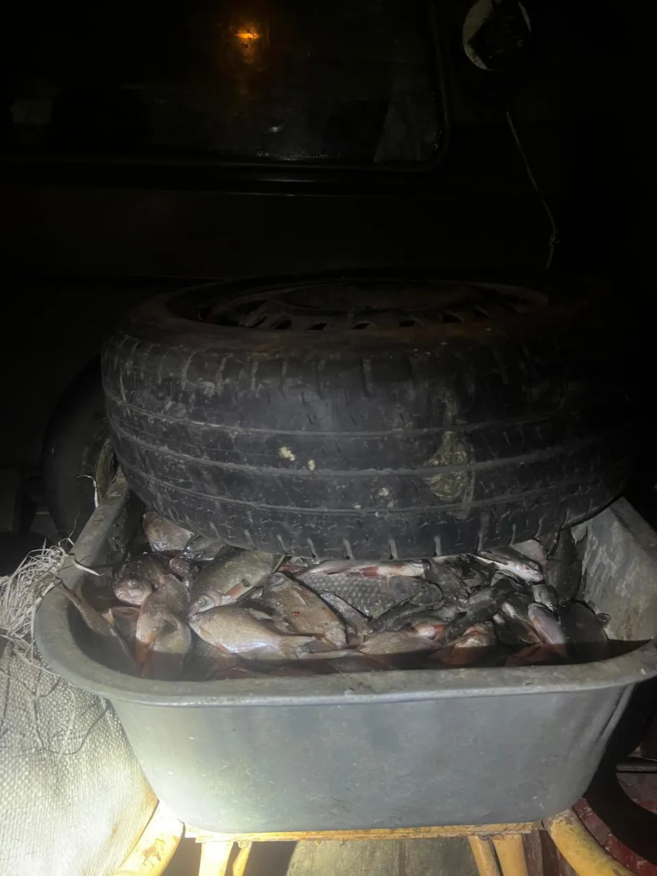 Sute de kilograme de pește transportat ilegal, confiscat