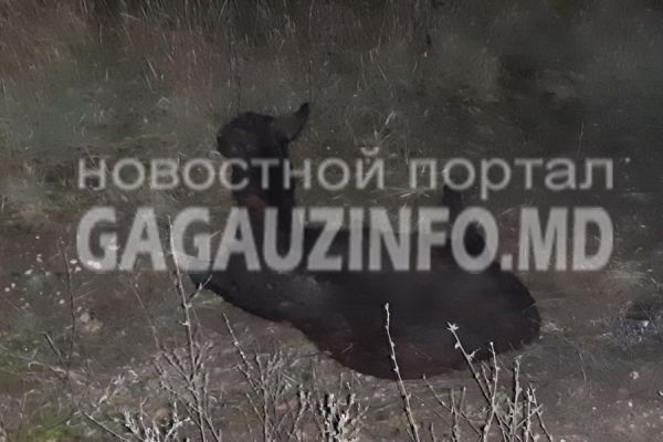 В Томае произошло ДТП: машина сбила осла