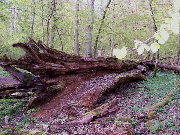 Insecta care pune pe foc cea mai bătrână pădure a Europei