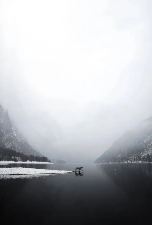Названы победители премии Dog Photography Awards 2023