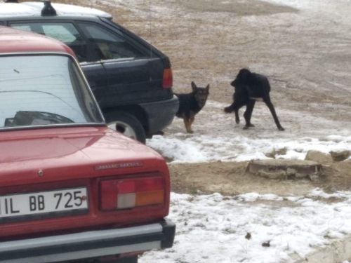 Жители Яловен боятся за своих детей из-за бродячих собак на улицах города