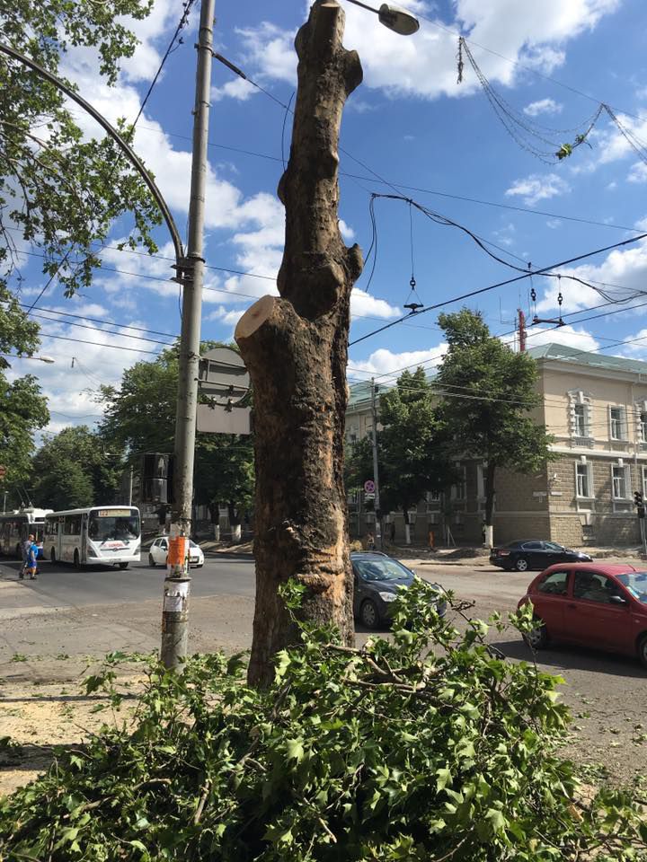 В центре столицы началась вырубка деревьев