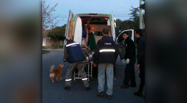 Собака обнимала рухнувшего с дерева хозяина в ожидании скорой