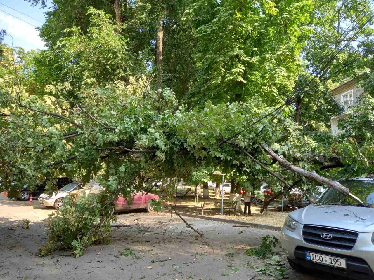 Consecințele furtunii în Capitală: Crengi rupte și copaci doborâți