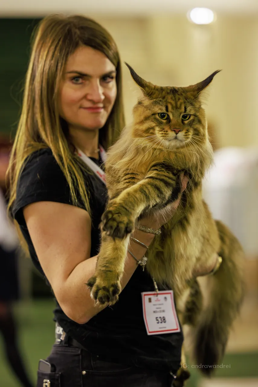 В Кишиневе пройдет международная выставка кошек Cupa Purina-2024
