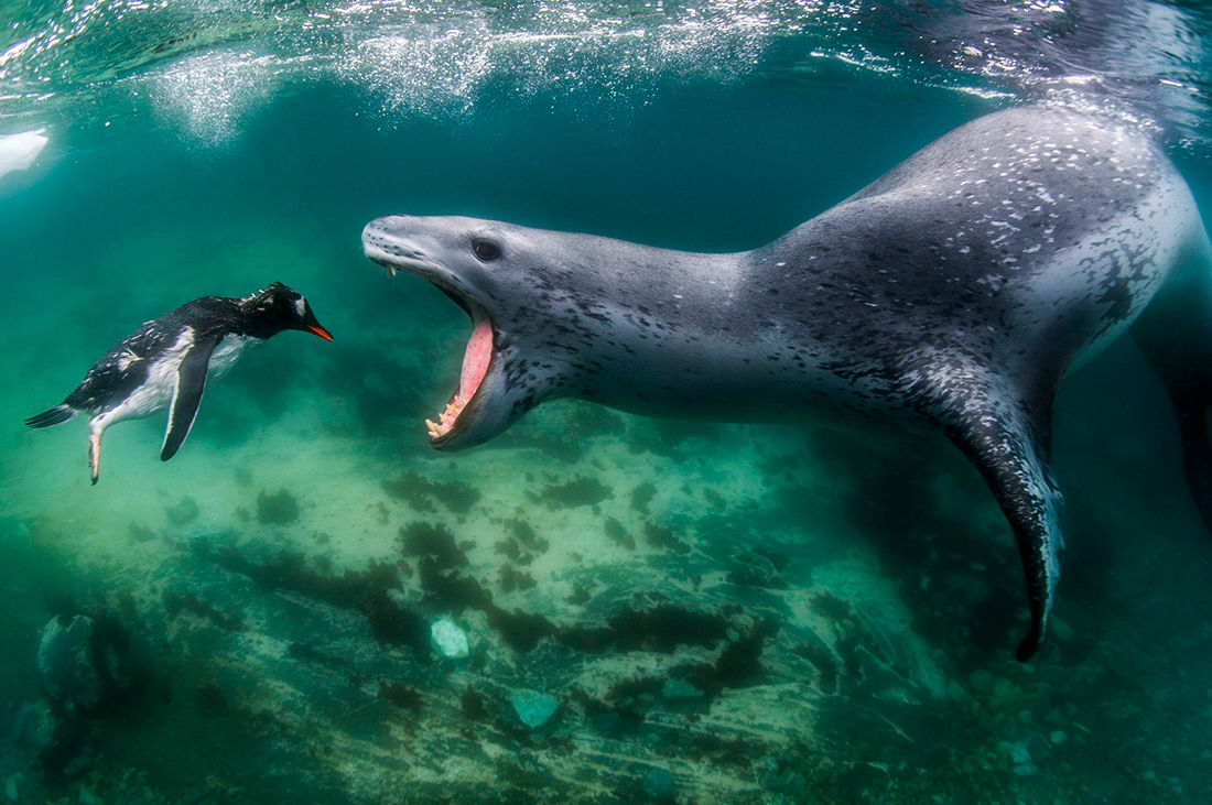 World Nature Photography Awards объявил победителей за 2021 год
