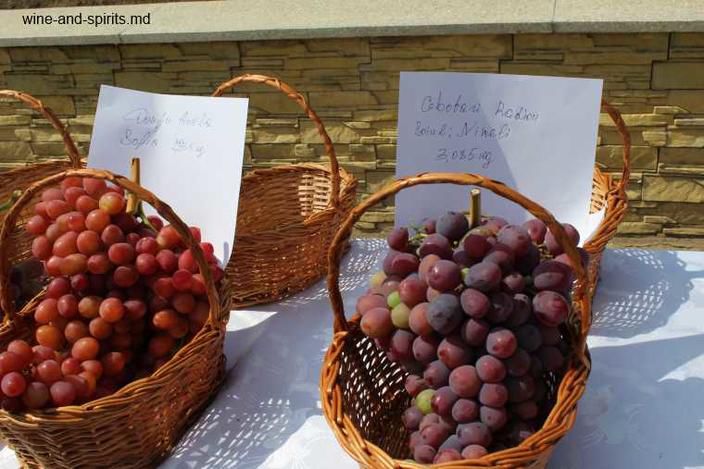 В Чимишлии прошел конкурс самых больших гроздей винограда, выращенных в Молдове