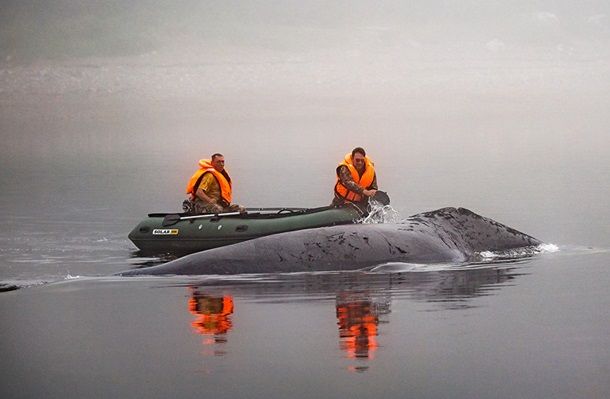 Кит, севший на мель в реке России, вернулся в море