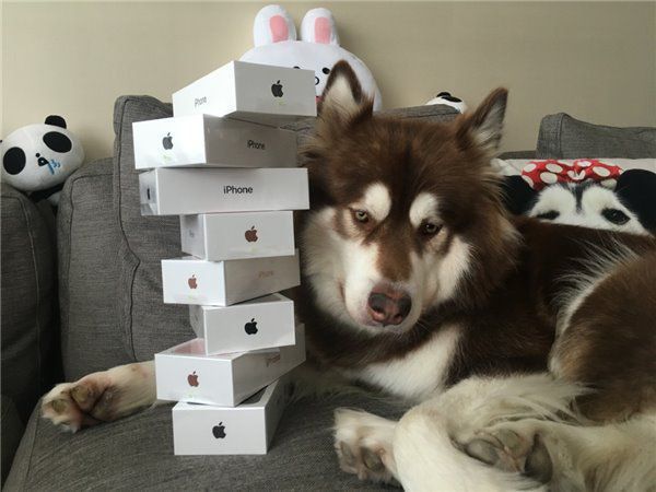Китайский "мажор" купил своей собаке восемь iPhone 7