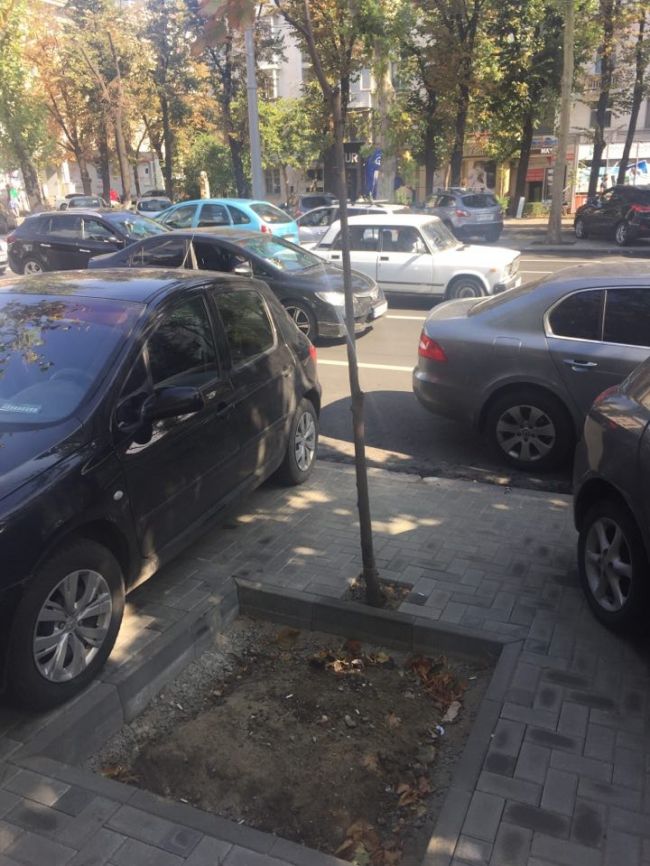 На бульваре Штефана чел Маре деревце "не поместилось" в лунку