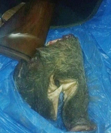 В Бессарабке остановили авто с кабаньим мясом