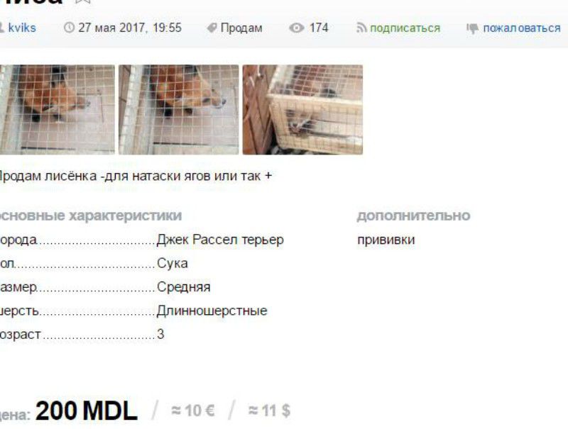 Anunț ciudat pe 999.md. Oamenii legii au reacționat imediat
