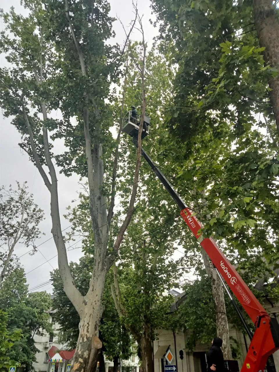 Apelul Primăriei în legătură cu defrișarea unor arbori: Nu manipulați opinia publică