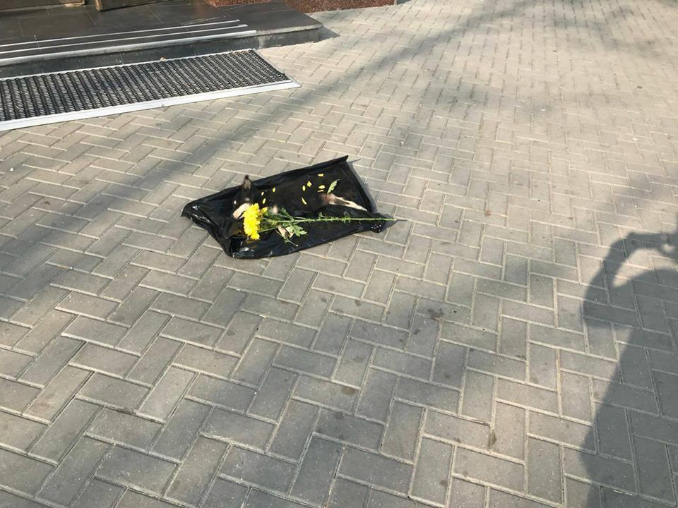 Un cățel mort, acoperit cu flori în fața Primăriei Chișinău