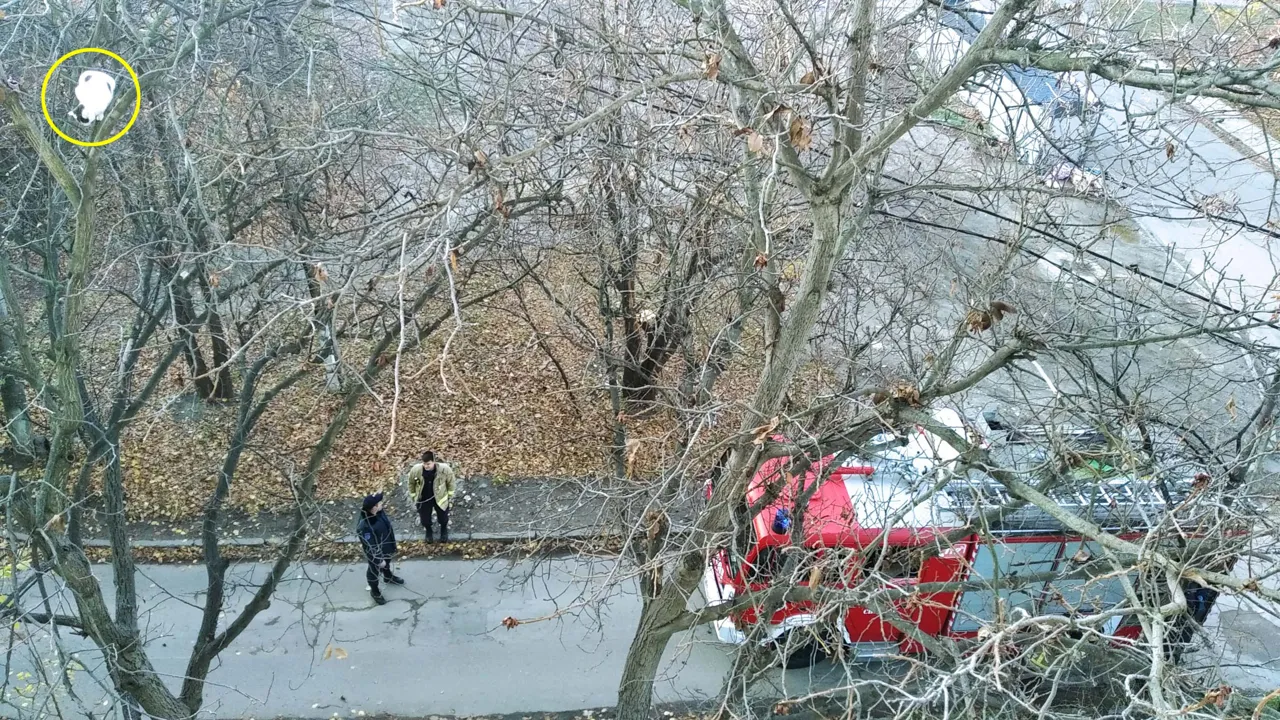 В Кишиневе пожарные спасли кошку, взобравшуюся на дерево