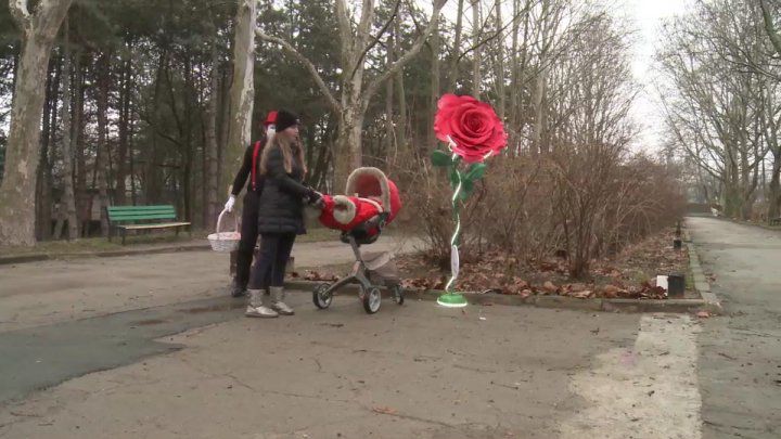În Parcul Valea Trandafirilor a răsărit un trandafir gigant de Ziua Îndrăgostiţilor