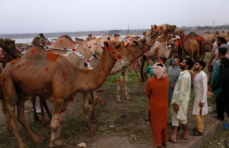 Верблюдам в Пакистане сделали праздничные стрижки к Курбан-байрам