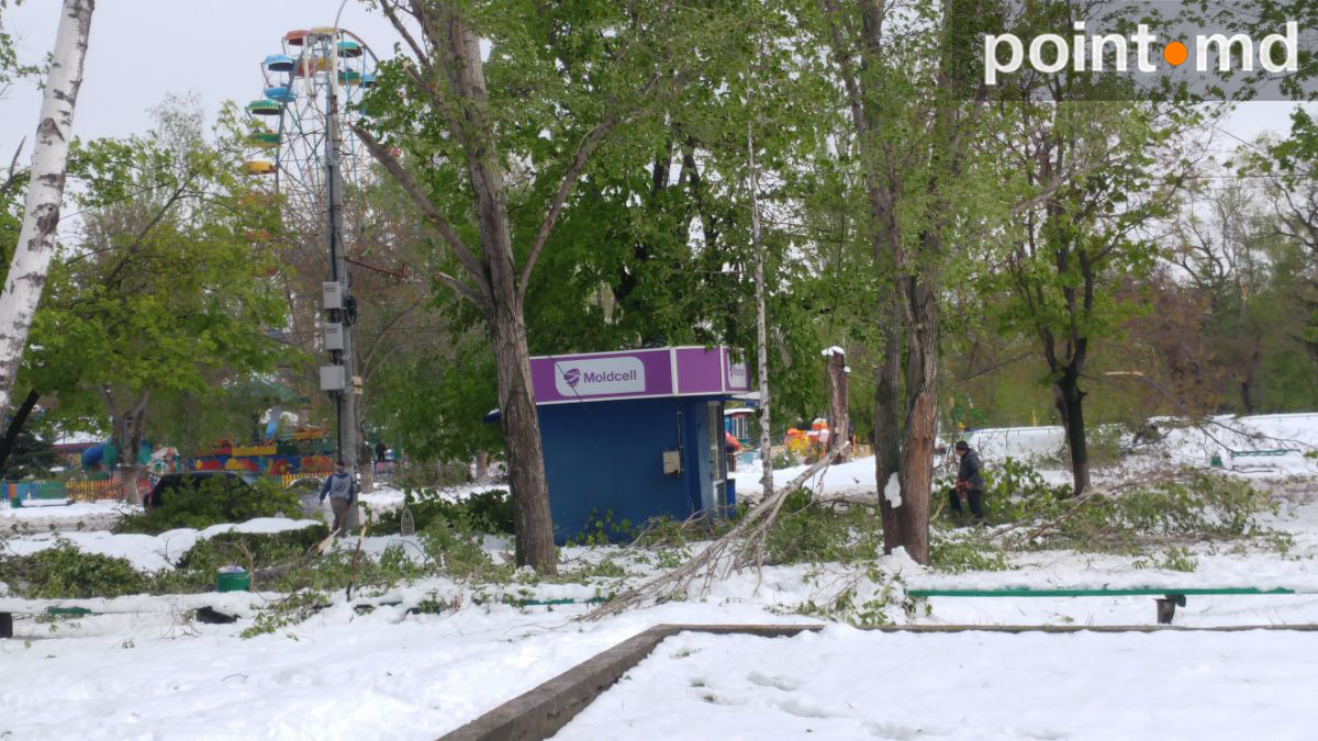 После разгула стихии Кишинев превратился в кладбище деревьев