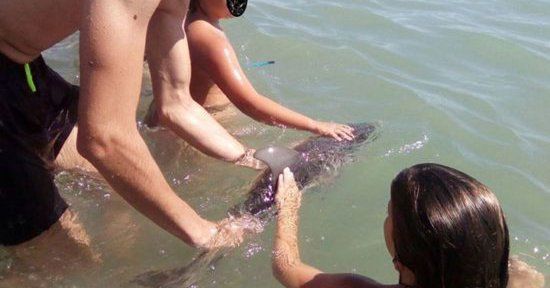 Un pui de delfin eşuat a fost omorât de turiştii care şi-au făcut selfie-uri cu el