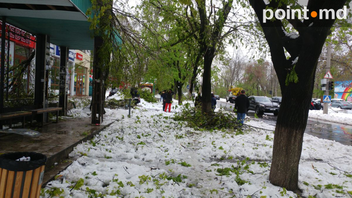 После разгула стихии Кишинев превратился в кладбище деревьев