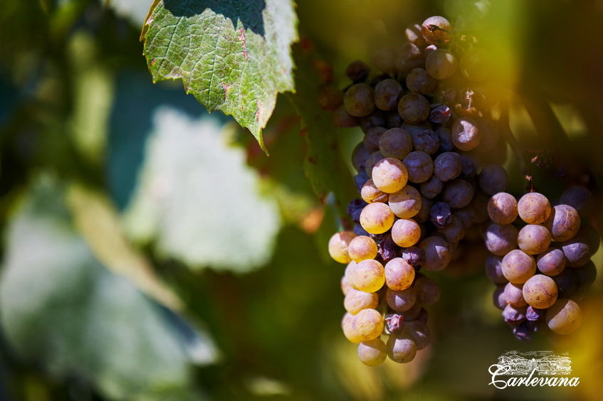 «Dionysos-Mereni» va fabrica un număr record de sticle de vin