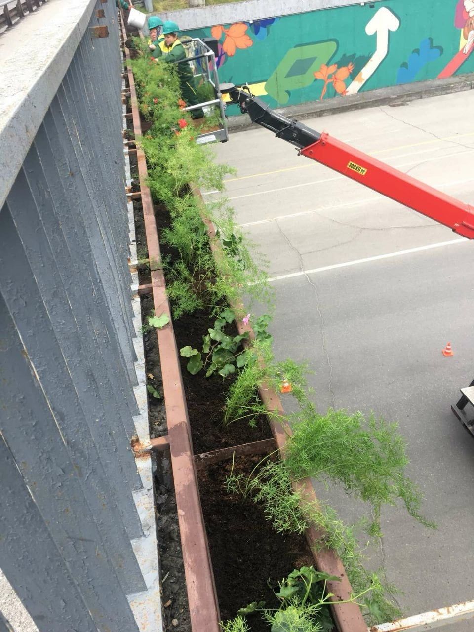 Чебан: В столице посаженные цветы исчезают каждую ночь