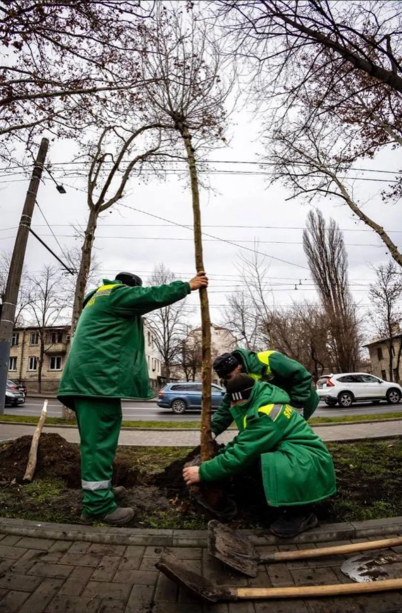 Посадка деревьев в Кишиневе продолжается