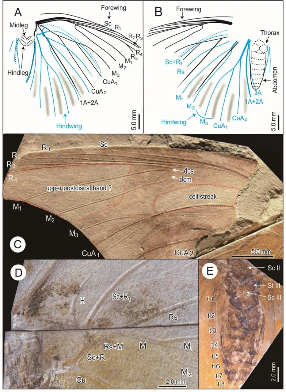 Un fluture antic de 2,6 milioane de ani, descoperit în Japonia