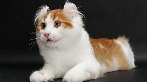 Названы самые дорогие породы котов
