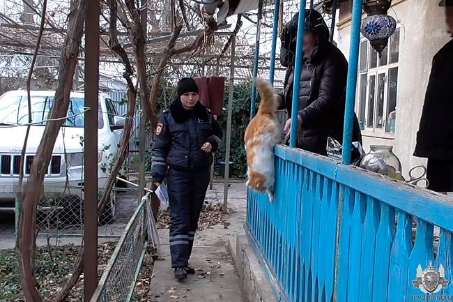 Жителя Приднестровья наказали за ролик в Instagram с участием кота