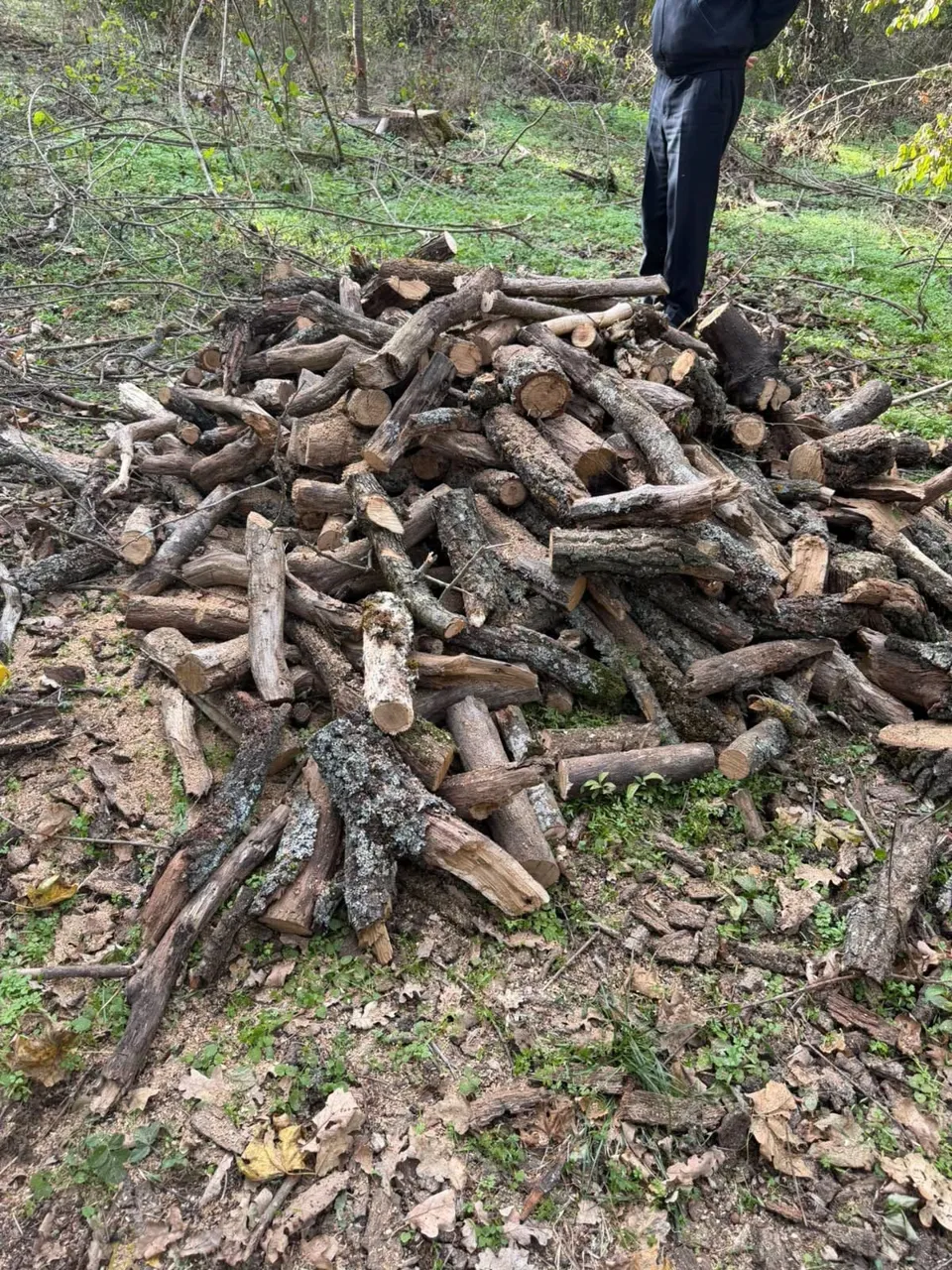 В Леовском районе незаконно вырубили 357 деревьев: ущерб превысил 375 тысяч леев